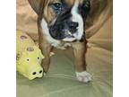 Boxer Puppy for sale in Danville, KY, USA