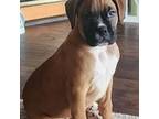 Boxer Puppy for sale in Danville, KY, USA