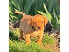 Labrador Retriever Puppy for sale in Richland, IA, USA