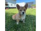 Cardigan Welsh Corgi Puppy for sale in Richland, IA, USA