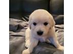 Golden Retriever Puppy for sale in Giddings, TX, USA