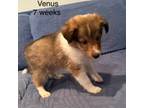 Shetland Sheepdog Puppy for sale in Fremont, CA, USA
