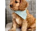 Cavapoo Puppy for sale in Sarasota, FL, USA