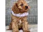 Cavapoo Puppy for sale in Sarasota, FL, USA