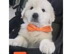 Great Pyrenees Puppy for sale in Kissimmee, FL, USA