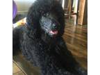 Portuguese Water Dog Puppy for sale in Mesa, AZ, USA