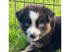 Mutt Puppy for sale in Fort Worth, TX, USA