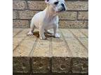 French Bulldog Puppy for sale in Lubbock, TX, USA