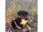 Miniature Australian Shepherd Puppy for sale in Pine City, MN, USA