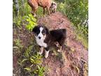 Miniature Australian Shepherd Puppy for sale in Pine City, MN, USA