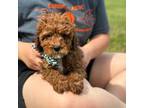 Cavapoo Puppy for sale in Cabool, MO, USA