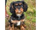Cavalier King Charles Spaniel Puppy for sale in Florence, SC, USA