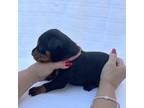 Doberman Pinscher Puppy for sale in Lula, GA, USA