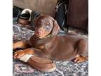 Doberman Pinscher Puppy for sale in Lula, GA, USA