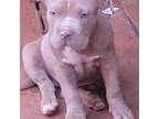 American Staffordshire Terrier Puppy for sale in Locust Grove, GA, USA