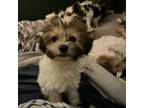 Mutt Puppy for sale in Madison, IN, USA