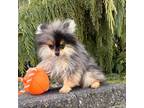 Pomeranian Puppy for sale in Middlebury, IN, USA