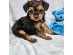 Blue bear yorkiepoo