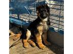 German Shepherd Dog Puppy for sale in Post Falls, ID, USA