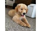 Golden Retriever Puppy for sale in Winston Salem, NC, USA