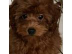 Poodle (Toy) Puppy for sale in Covina, CA, USA