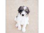 Aussiedoodle Puppy for sale in Peyton, CO, USA