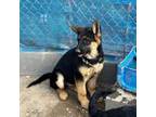 German Shepherd Dog Puppy for sale in Post Falls, ID, USA