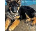 King German Shepherd