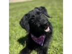 Adopt Katara a Poodle, Golden Retriever