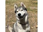 Adopt Nova a Husky