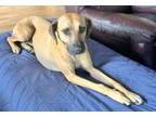 Adopt Heidi a Black Mouth Cur