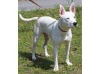 Adopt Snowball 39358 a Pit Bull Terrier