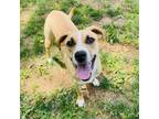 Adopt Flora a Labrador Retriever, Shepherd