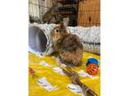 Adopt Riviera a Lionhead, Harlequin