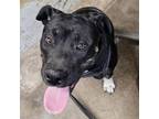Adopt Miss Lady a Pit Bull Terrier, Mixed Breed