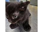 Adopt Glameow a Domestic Medium Hair