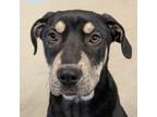 Adopt April a Rottweiler, Black and Tan Coonhound