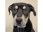 Adopt April a Mixed Breed