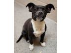 Adopt Rosa a Pit Bull Terrier, Mixed Breed