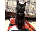 Adopt Adelaide a Domestic Short Hair