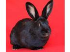 Adopt Carina Antonia a Bunny Rabbit