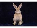 Adopt Delphynae Zen a Bunny Rabbit