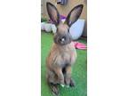 Adopt Islah a Bunny Rabbit