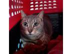 Adopt Sassy a American Shorthair