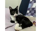 Adopt Tortilla a Domestic Short Hair