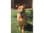 Adopt Naomi a German Shepherd Dog, Australian Shepherd