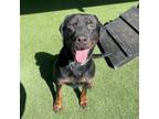 Adopt Trixie a Rottweiler, Mixed Breed