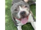 Adopt Gloria - ECAS a Pit Bull Terrier