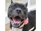 Adopt Sadie - ECAS a Pit Bull Terrier