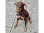 Adopt Wisteria a Doberman Pinscher